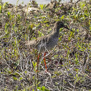 Common Redshank