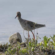 Common Redshank