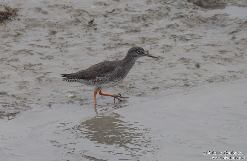 Common Redshankadult post breeding