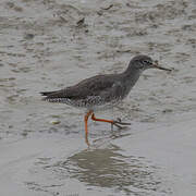 Common Redshank