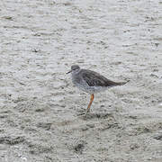 Common Redshank