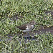 Common Sandpiper