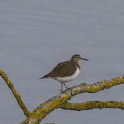 Common Sandpiper