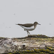 Common Sandpiper