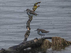 Common Sandpiper