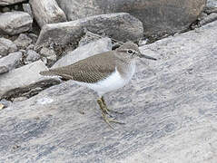 Common Sandpiper