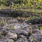 Wood Sandpiper