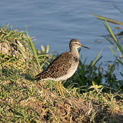 Wood Sandpiper