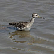 Wood Sandpiper