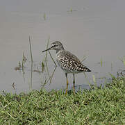 Wood Sandpiper