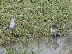 Wood Sandpiper