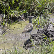 Wood Sandpiper