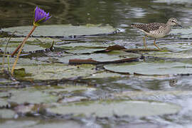 Wood Sandpiper