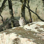 Little Owl