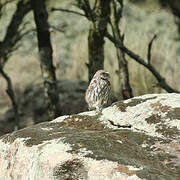 Little Owl