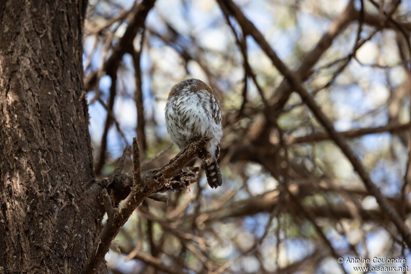 Pearl-spotted Owletadult