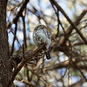 Pearl-spotted Owlet