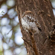 Pearl-spotted Owlet