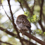 Pearl-spotted Owlet