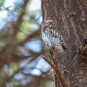 Pearl-spotted Owlet