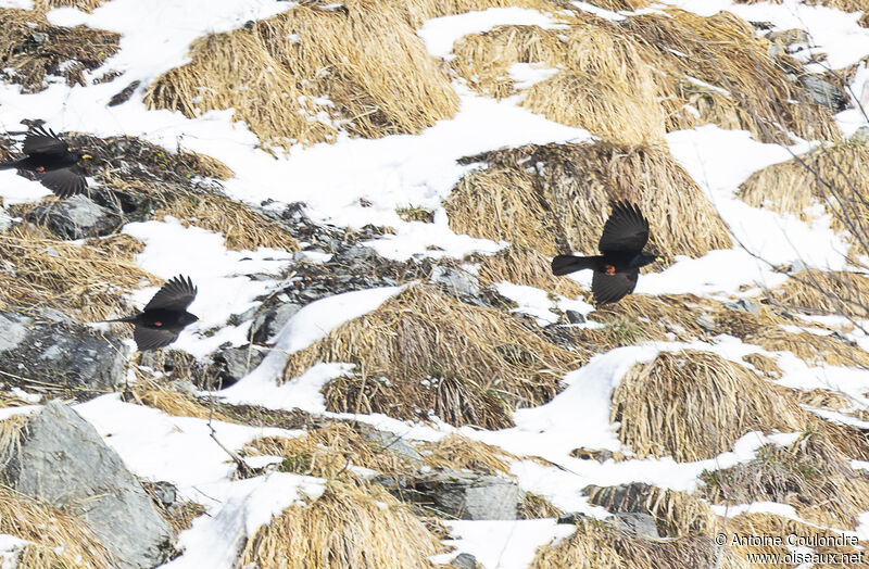 Alpine Chough, Flight