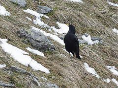 Alpine Chough