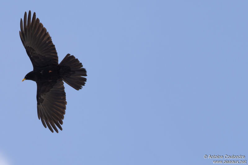 Alpine Choughadult, Flight