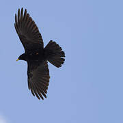 Alpine Chough