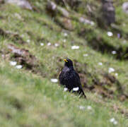 Alpine Chough