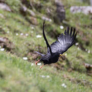 Alpine Chough