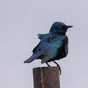 Cape Starling