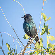 Greater Blue-eared Starling