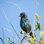 Greater Blue-eared Starling