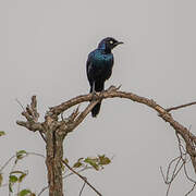 Greater Blue-eared Starling