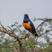 Hildebrandt's Starling