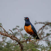 Hildebrandt's Starling