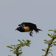 Hildebrandt's Starling