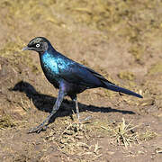 Rüppell's Starling