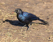 Rüppell's Starling