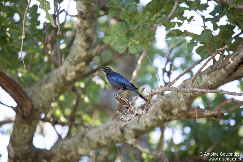 Rüppell's Starlingadult