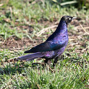 Rüppell's Starling