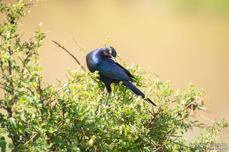 Rüppell's Starlingadult