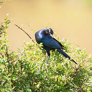 Rüppell's Starling