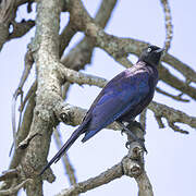 Rüppell's Starling