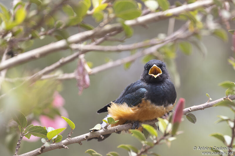 Superb Starlingjuvenile