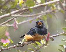 Superb Starling