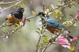 Superb Starling