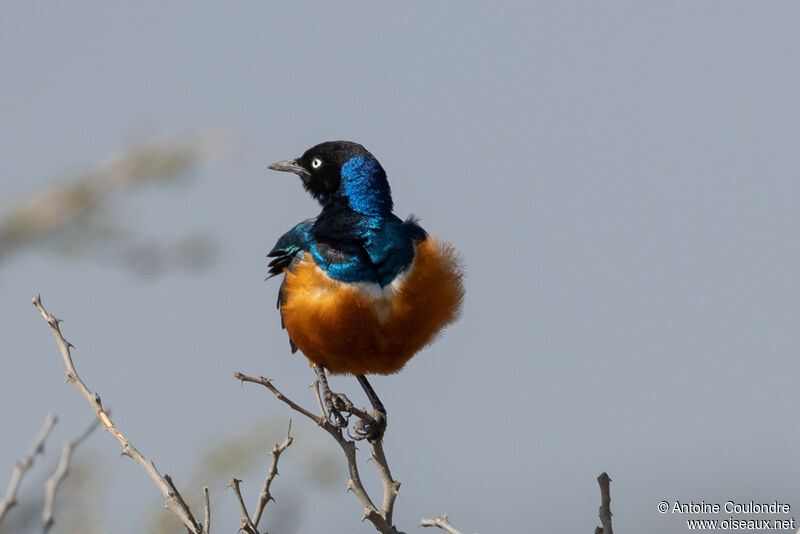 Superb Starlingadult