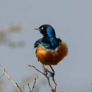 Superb Starling