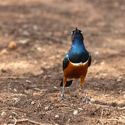 Superb Starling